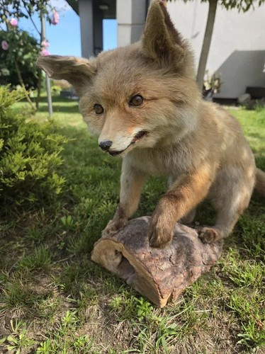 Full body young red fox - full,