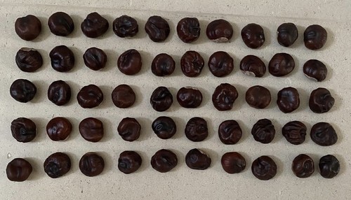 Horse chestnut conkers - 50,