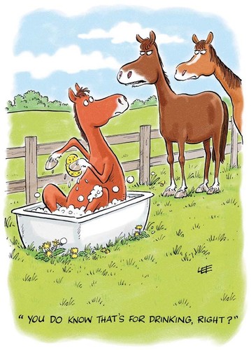 Birthday card horse bath - card,