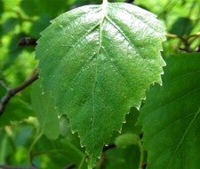 silver birch trees around 1ft+