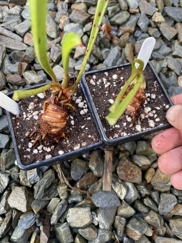 Sarracenia moorei mkh221 - moorei,,