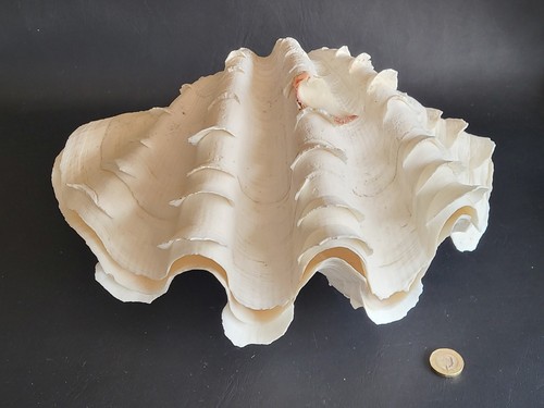 Large fluted giant clam shells - large,