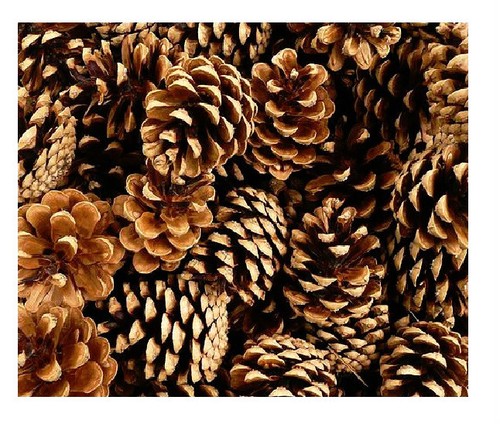 Box pine cones - box,
