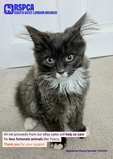 MUM GAVE BIRTH TO TOSCA & SIBLINGS ALONE IN A GARDEN -RSPCA WIMBLEDON STEPPED IN