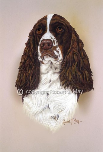 English springer spaniel print - springer,