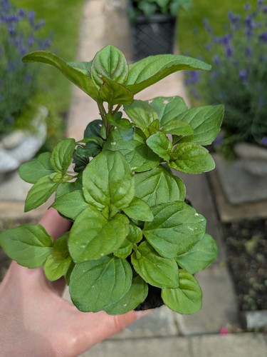Lime mint aromatic flowering - lime,