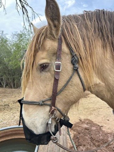Draft horse muzzle - horse, eat,