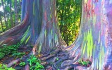 Rainbow Gum Eucalyptus deglupta Seeds – Rare Colorful Bark Rainforest Tree Pack