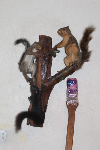 Taxidermy squirrel chipmunk - taxidermy,