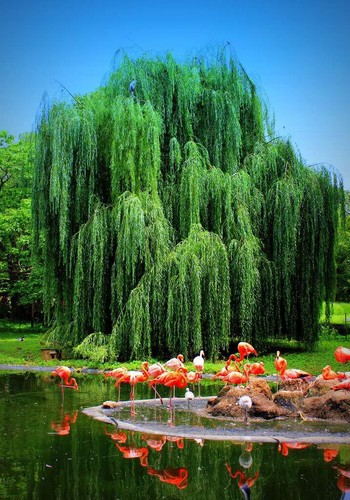 Weeping willow tree - -, live