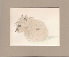 Lucy Dawson ~ Cairn Terrier ~