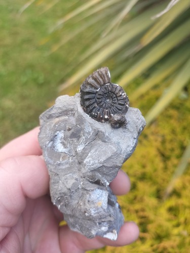 Quality amaltheus subnodosus - quality,