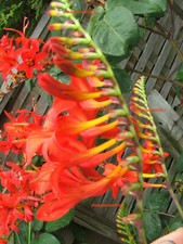 RED Crocosmia LUCIFER HUGE