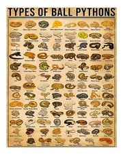 Types of Ball Pythons Poster