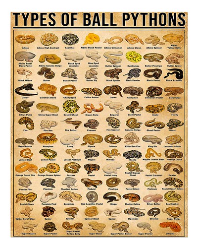 Types ball pythons poster - types, of