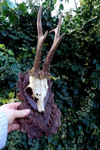 Roe deer antler trophy roebuck - deer,