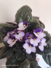 African Violet 2 Fresh Cut