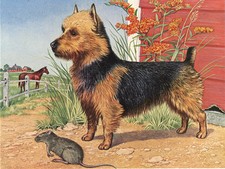 AUSTRALIAN TERRIER CHARMING