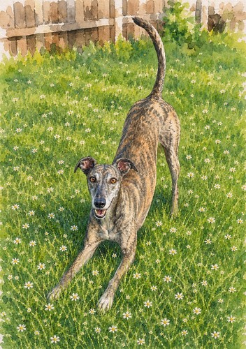 Greyhound lurcher - lurcher,