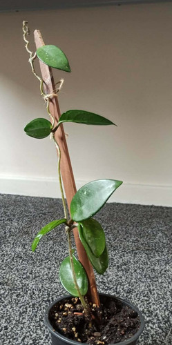 Hoya carnosa wax plant - carnosa,, pink