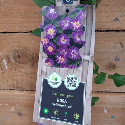 Climbing rose veilchenblau - climbing,