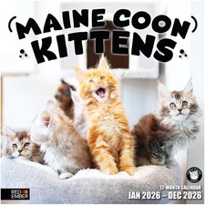Maine Coon Kittens 2026 Wall