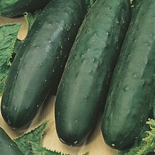 3x MARKETMORE Cucumber plug
