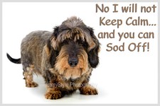 Wirehaired Dachshund Dog Funny