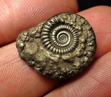 Crucilobiceras pyrite ammonite
