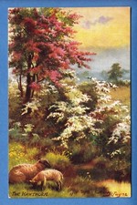 Harry Payne: The Hawthorn