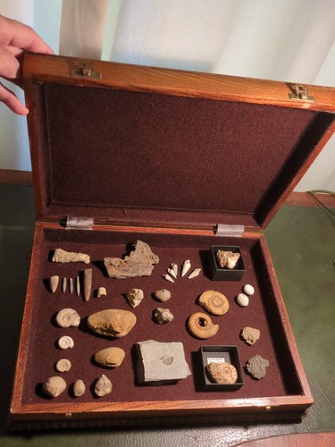 Fossil collection antique oak - fossil, collection,