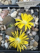 Lithops Terricolor