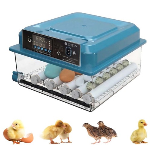 Eggs incubator without - eggs,