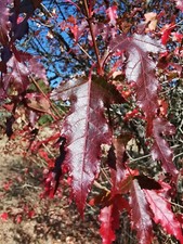 ACER TATARICUM SUBSP. GINNALA