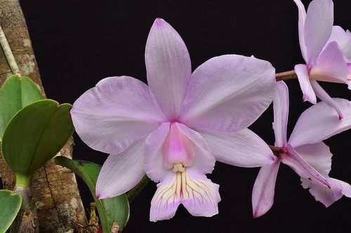 Cattleya nobilior var - ., amaliae
