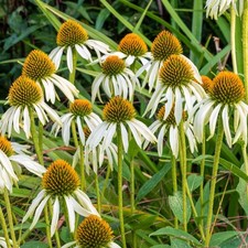 4x Echinacea purpurea 'White Swan' - coneflower Plug Plants