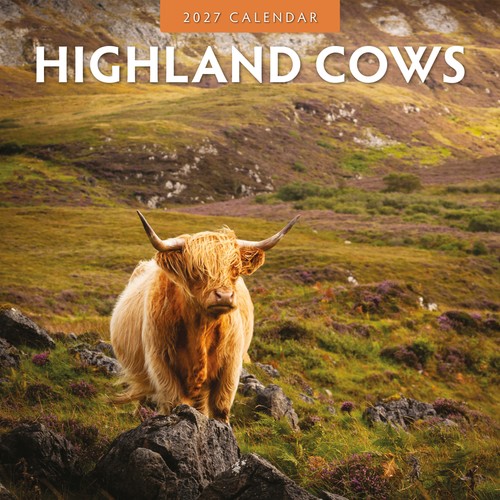 Highland cows 2027 - highland, square