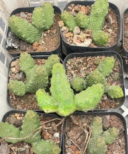 4heads rare pseudolithos - rare,