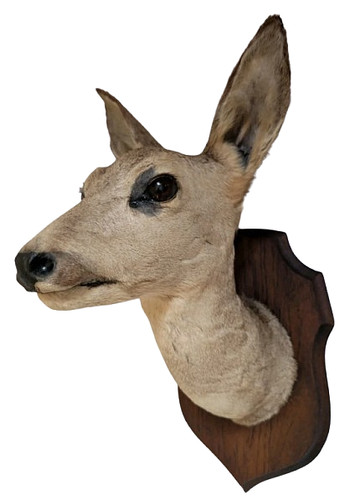 Vintage roe deer taxidermy - deer,