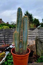 Pilosocereus Pachycladus Azureus | The Blue Torch Cactus | Large 4L pot