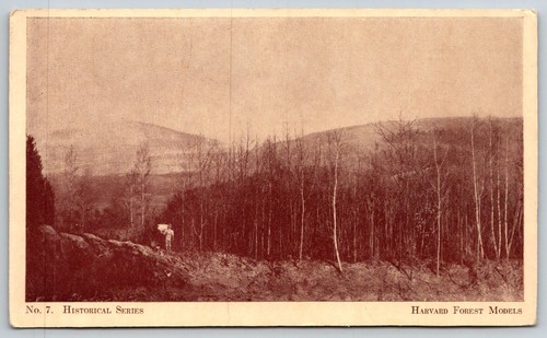 1930 harvard forest the - harvard,