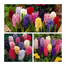Mixed Hyacinth Flower Bulbs Indoor / Outdoor Bulbs. Highly Fragrant.Easy To Grow