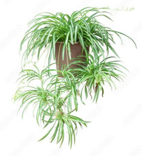 Spider Plant 3 x babies with roots ready for potting reptile tortoise Viv safe