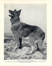 BELGIAN SHEPHERD STANDING DOG LOVELY ORIGINAL DOG PRINT PAGE FROM 1934