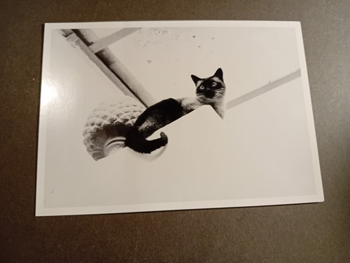 Postcard cat black - postcard,, white