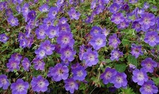 Hardy Geranium RozanneÂ®