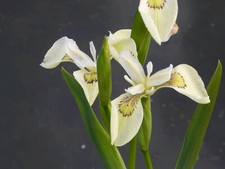 White Flag Iris Reed LIVE