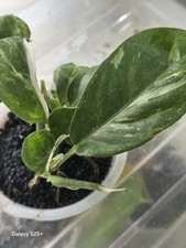 Rhaphidophora foraminifera Albo Variegated Houseplant Unbranded Baby Plant