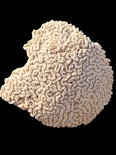 Large Natural White Brain Coral 10 Pounds 10"X9" & 5" Thick Ocean Fossil Sea 