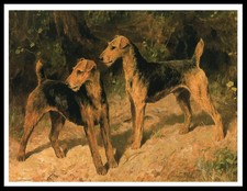 Airedale terrier dogs dog - terrier,